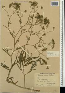 Falcaria vulgaris Bernh., Crimea (KRYM) (Russia)