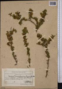 Prunus prostrata var. concolor (Boiss.) Lipsky, Middle Asia, Northern & Central Tian Shan (M4) (Kazakhstan)