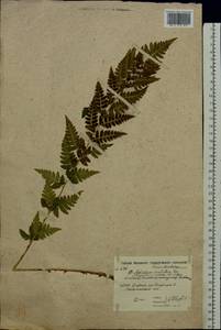 Dryopteris cristata (L.) A. Gray, Eastern Europe, Moscow region (E4a) (Russia)