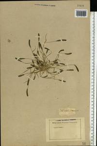 Sporobolus alopecuroides (Piller & Mitterp.) P.M.Peterson, Eastern Europe, Eastern region (E10) (Russia)