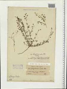 Spergularia rubra (L.) J. Presl & C. Presl, Eastern Europe, North-Western region (E2) (Russia)