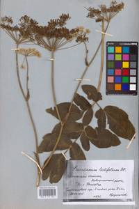 Macroselinum latifolium (M. Bieb.) Schur, Eastern Europe, Central forest-and-steppe region (E6) (Russia)