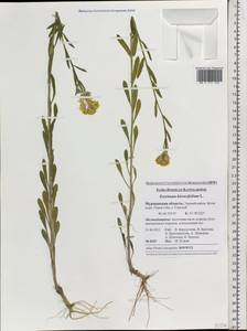 Erysimum odoratum Ehrh., Eastern Europe, Northern region (E1) (Russia)