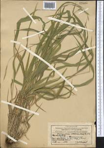 Brachypodium sylvaticum (Huds.) P.Beauv., Middle Asia, Northern & Central Tian Shan (M4) (Kyrgyzstan)