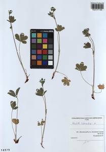 Potentilla intermedia L., Siberia, Altai & Sayany Mountains (S2) (Russia)