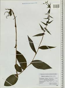 Epipactis papillosa Franch. & Sav., Siberia, Russian Far East (S6) (Russia)