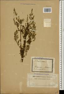 Artemisia annua L., Caucasus, Georgia (K4) (Georgia)