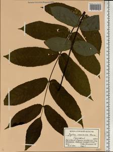 Juglans mandshurica Maxim., Eastern Europe, Central forest-and-steppe region (E6) (Russia)