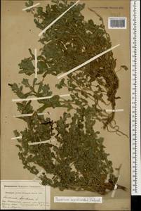 Teucrium scordium subsp. scordioides (Schreb.) Arcang., Caucasus, Krasnodar Krai & Adygea (K1a) (Russia)