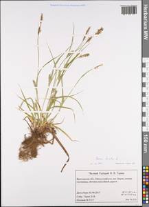Carex hirta L., Eastern Europe, Central forest region (E5) (Russia)