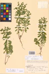 Euphorbia, Eastern Europe, Moscow region (E4a) (Russia)