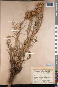 Cousinia chrysantha Kult., Middle Asia, Western Tian Shan & Karatau (M3) (Kazakhstan)