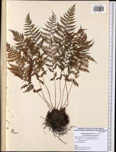 Athyrium filix-femina, Eastern Europe, Central region (E4) (Russia)