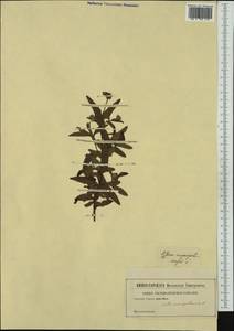 Cistus monspeliensis L., Western Europe (EUR) (Not classified)