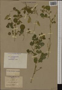 Ononis rotundifolia L., Western Europe (EUR) (Switzerland)