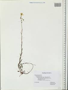Saxifraga hirculus, Eastern Europe, North-Western region (E2) (Russia)