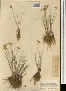 Allium vodopjanovae N.Friesen, Mongolia (MONG) (Mongolia)