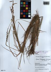 Elymus violaceus (Hornem.) J.Feilberg, Siberia, Altai & Sayany Mountains (S2) (Russia)