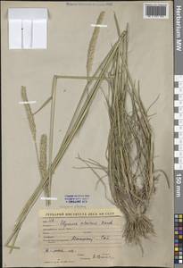 Leymus alaicus (Korsh.) Tzvelev, Middle Asia, Syr-Darian deserts & Kyzylkum (M7) (Uzbekistan)