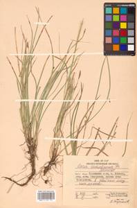 Carex pisiformis var. pisiformis, Siberia, Russian Far East (S6) (Russia)