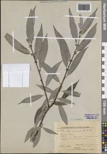 Salix udensis (Wimm.) Trautv. & C.A.Mey., Siberia, Russian Far East (S6) (Russia)