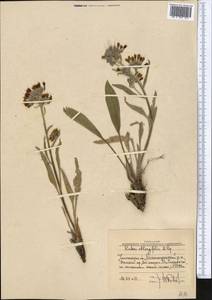 Rindera oblongifolia Popov, Middle Asia, Western Tian Shan & Karatau (M3) (Uzbekistan)