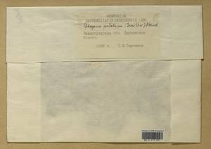 Sphagnum pulchrum (Lindb.) Warnst., Bryophytes, Bryophytes - Karelia, Leningrad & Murmansk Oblasts (B4) (Russia)