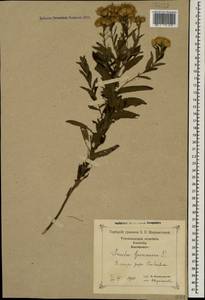Pentanema germanicum (L.) D. Gut. Larr., Santos-Vicente, Anderb., E. Rico & M. M. Mart. Ort., Caucasus, Georgia (K4) (Georgia)