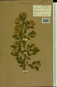 Spiraea chamaedryfolia L., Eastern Europe, Central forest-and-steppe region (E6) (Russia)
