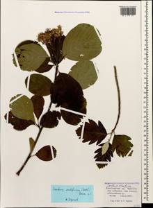 Sorbus subfusca (Ledeb. ex Nordm.) Boiss., Caucasus, Krasnodar Krai & Adygea (K1a) (Russia)