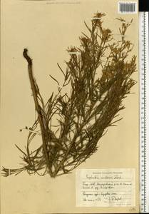 Euphorbia uralensis Fisch. ex Link, Eastern Europe, Eastern region (E10) (Russia)