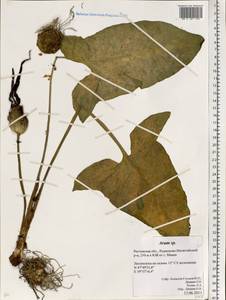 Arum orientale subsp. orientale, Eastern Europe, Rostov Oblast (E12a) (Russia)