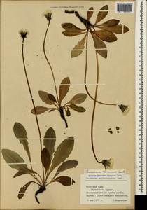 Taraxacum thracicum Soest, Crimea (KRYM) (Russia)