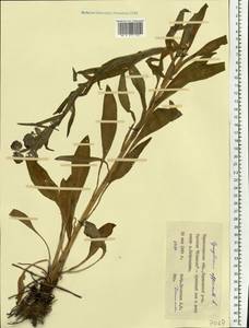 Cynoglossum officinale L., Eastern Europe, South Ukrainian region (E12) (Ukraine)