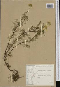 Tripleurospermum inodorum (L.) Sch.-Bip, Western Europe (EUR) (Denmark)