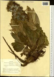 Saussurea involucrata (Kar. & Kir.) Sch. Bip., Siberia, Altai & Sayany Mountains (S2) (Russia)