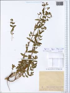 Hypericum elegans Steph. ex Willd., Eastern Europe, Eastern region (E10) (Russia)