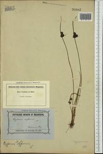 Cyperus difformis L., Australia & Oceania (AUSTR) (Australia)