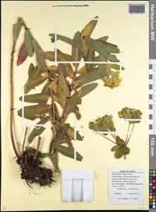 Euphorbia illirica Lam., Caucasus, Stavropol Krai, Karachay-Cherkessia & Kabardino-Balkaria (K1b) (Russia)
