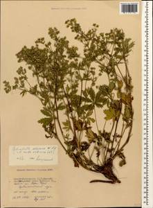 Potentilla recta subsp. obscura (Willd.) Arcang., Caucasus, North Ossetia, Ingushetia & Chechnya (K1c) (Russia)