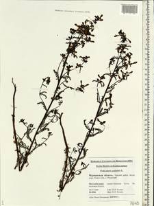 Pedicularis palustris, Eastern Europe, Northern region (E1) (Russia)