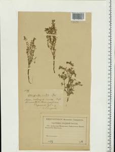 Spergularia marina (L.) Besser, Eastern Europe, Lower Volga region (E9) (Russia)