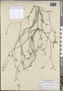 Bupleurum erubescens Boiss., South Asia, South Asia (Asia outside ex-Soviet states and Mongolia) (ASIA) (Turkey)