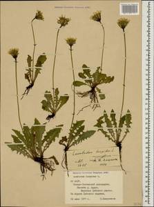 Leontodon hispidus L., Caucasus, North Ossetia, Ingushetia & Chechnya (K1c) (Russia)
