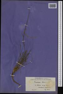 Tragopogon balcanicus Velen., Western Europe (EUR) (North Macedonia)