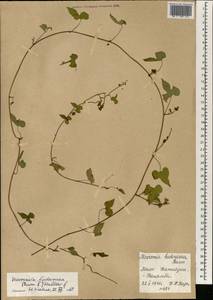 Merremia hederacea (Burm. fil.) Hallier fil., Africa (AFR) (Mali)