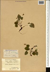Viola reichenbachiana × sieheana, Caucasus, Krasnodar Krai & Adygea (K1a) (Russia)