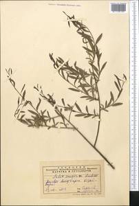 Salix songarica Andersson, Middle Asia, Syr-Darian deserts & Kyzylkum (M7) (Uzbekistan)