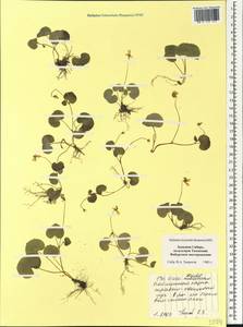 Viola biflora L., Siberia, Western Siberia (S1) (Russia)