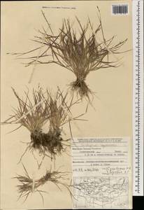 Cleistogenes squarrosa (Trin.) Keng, Mongolia (MONG) (Mongolia)